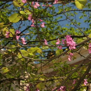 Photographie n°26101 du taxon Cercis siliquastrum L. [1753]