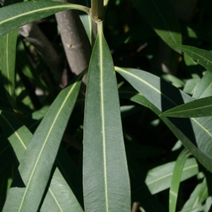 Photographie n°26102 du taxon Nerium oleander L. [1753]