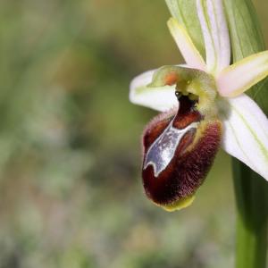 Photographie n°26132 du taxon Ophrys exaltata subsp. splendida (Gölz & Reinhard) R.Soca [2002]