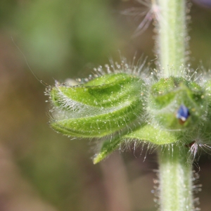 Photographie n°26136 du taxon Salvia verbenaca L.