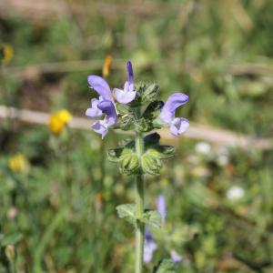 Photographie n°26137 du taxon Salvia verbenaca L.