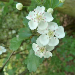 Photographie n°26138 du taxon Crataegus laevigata (Poir.) DC. [1825]