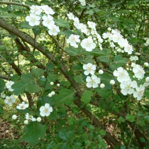 Photographie n°26139 du taxon Crataegus laevigata (Poir.) DC. [1825]