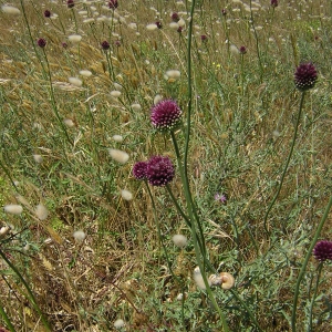 Photographie n°26143 du taxon Allium sphaerocephalon L. [1753]