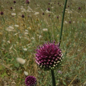 Photographie n°26146 du taxon Allium sphaerocephalon L. [1753]