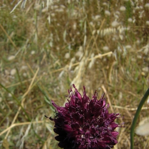 Photographie n°26150 du taxon Allium sphaerocephalon L. [1753]