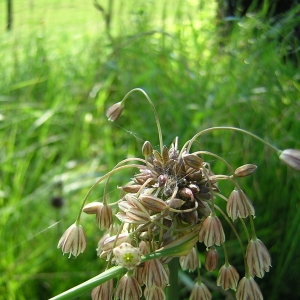 Photographie n°26151 du taxon Allium oleraceum L. [1753]