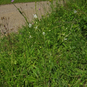 Photographie n°26155 du taxon Anthericum ramosum L. [1753]