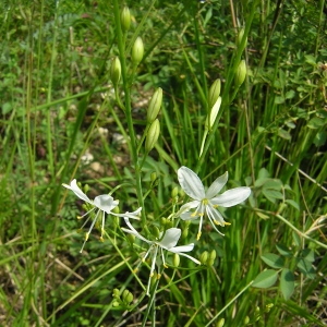 Photographie n°26156 du taxon Anthericum ramosum L. [1753]