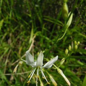 Photographie n°26157 du taxon Anthericum ramosum L. [1753]