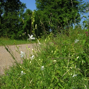 Photographie n°26158 du taxon Anthericum ramosum L. [1753]