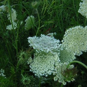 Photographie n°26165 du taxon Daucus carota L. [1753]