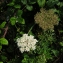  Augustin Roche - Daucus carota subsp. gadecaei (Rouy & E.G.Camus) Heywood [1968]