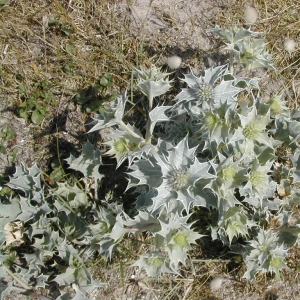 Photographie n°26189 du taxon Eryngium maritimum L. [1753]