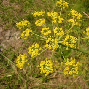 Photographie n°26191 du taxon Foeniculum vulgare Mill. [1768]