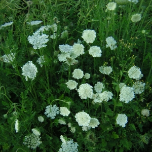 Photographie n°26195 du taxon Daucus carota L. [1753]