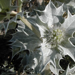 Photographie n°26196 du taxon Eryngium maritimum L. [1753]