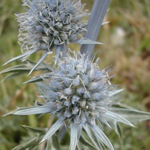 Photographie n°26206 du taxon Eryngium bourgatii Gouan [1773]