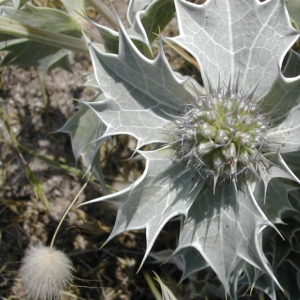 Photographie n°26207 du taxon Eryngium maritimum L. [1753]