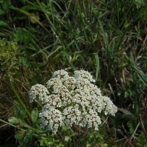  - Daucus carota subsp. gadecaei (Rouy & E.G.Camus) Heywood [1968]