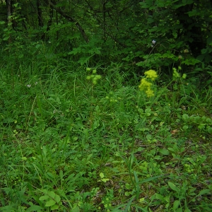 Photographie n°26211 du taxon Bupleurum falcatum L. [1753]