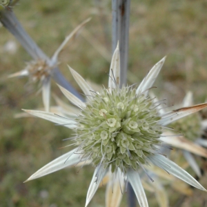 Photographie n°26219 du taxon Eryngium bourgatii Gouan [1773]