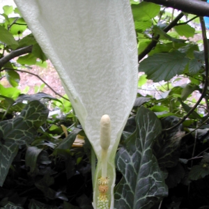 Photographie n°26226 du taxon Arum italicum Mill. [1768]