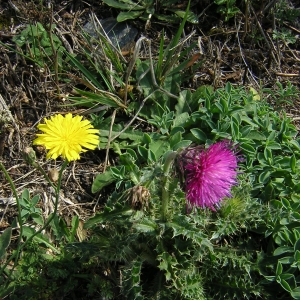 Photographie n°26242 du taxon Carduus nutans L. [1753]