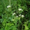  Augustin Roche - Erigeron annuus var. annuus 