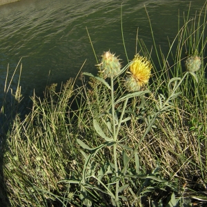 Photographie n°26245 du taxon Centaurea collina L. [1753]