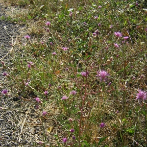 Photographie n°26248 du taxon Centaurea paniculata L. [1753]