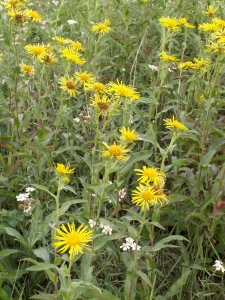 Augustin Roche, le  2 octobre 2005 (Sainte-Gemmes-sur-Loire)