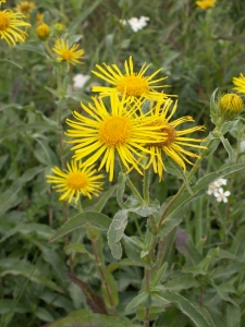Augustin Roche, le  2 octobre 2005 (Sainte-Gemmes-sur-Loire)