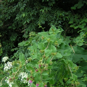 Photographie n°26256 du taxon Arctium minus (Hill) Bernh. [1800]