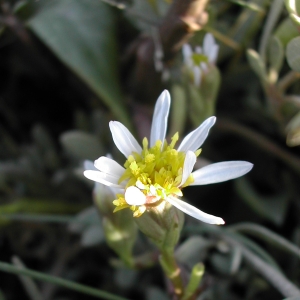 Photographie n°26260 du taxon Aster tripolium L. [1753]