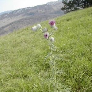 Photographie n°26271 du taxon Cirsium eriophorum (L.) Scop. [1772]