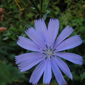 Photographie n°26275 du taxon Cichorium intybus L. [1753]