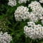  Augustin Roche - Achillea millefolium L. [1753]