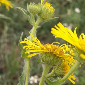 Photographie n°26285 du taxon Inula britannica L. [1753]