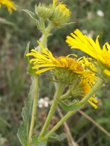 Augustin Roche, le  2 octobre 2005 (Sainte-Gemmes-sur-Loire)