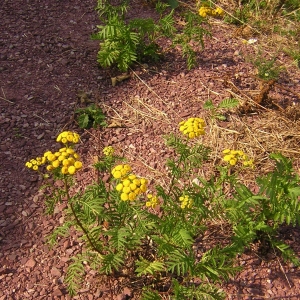 Photographie n°26286 du taxon Tanacetum vulgare L. [1753]