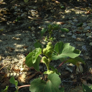 Photographie n°26289 du taxon Xanthium strumarium L. [1753]