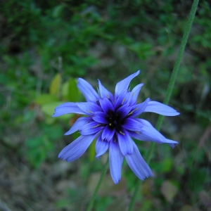 Photographie n°26293 du taxon Catananche caerulea L. [1753]