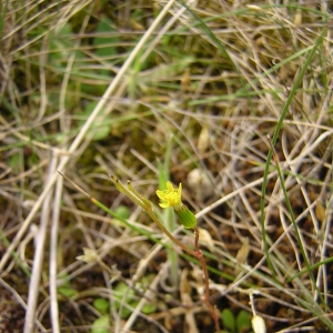 Photographie n°26297 du taxon Senecio viscosus L. [1753]