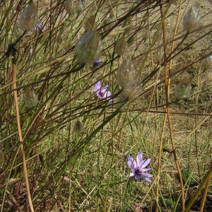 Photographie n°26306 du taxon Catananche caerulea L. [1753]