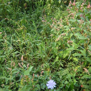 Photographie n°26313 du taxon Cichorium intybus L. [1753]