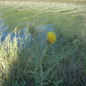 Photographie n°26317 du taxon Centaurea collina L. [1753]