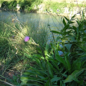 Photographie n°26320 du taxon Cirsium monspessulanum (L.) Hill [1768]