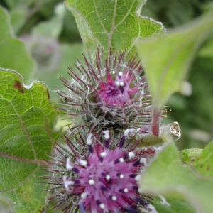 Photographie n°26324 du taxon Arctium tomentosum Mill. [1768]