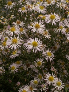 Augustin Roche, le  2 octobre 2005 (Sainte-Gemmes-sur-Loire)